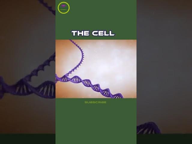 Inside The Cell ( Cytology ).