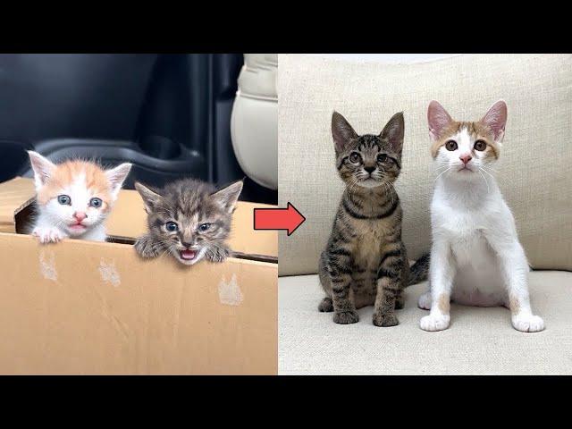 【総集編】母猫に育児放棄されて物置で鳴いてた生後1ヶ月の子猫たちの成長記録。