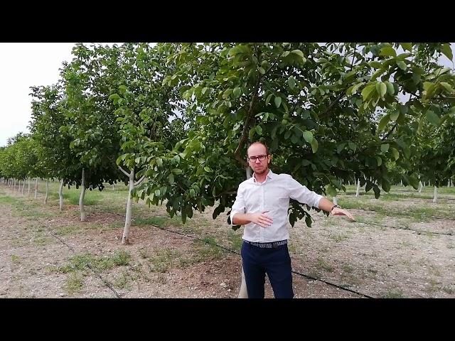 Walnut Tree Orchard in 2018