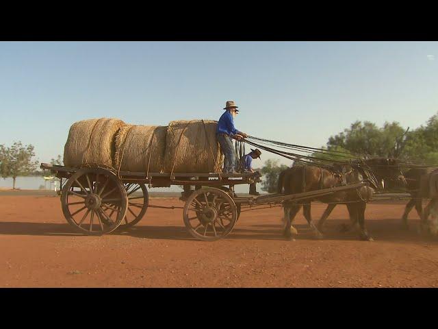 Bandy & Johnson Working Draught Horse Team