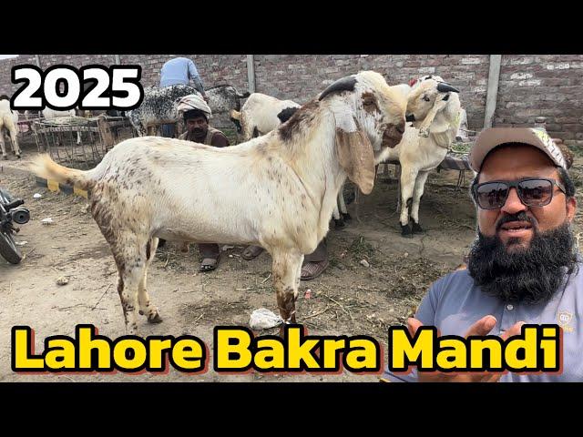 Makhi china Rajanpuri Bakre | chaki dombe | desi Bakre | Kato mall | Lahore Bakra Mandi shapur