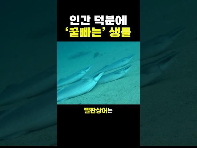 인간 덕분에 ‘꿀빠는’ 생물.. ㄷㄷ