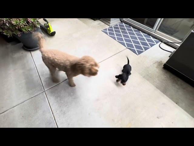 Bentley our dachshund puppy playing with Daisy