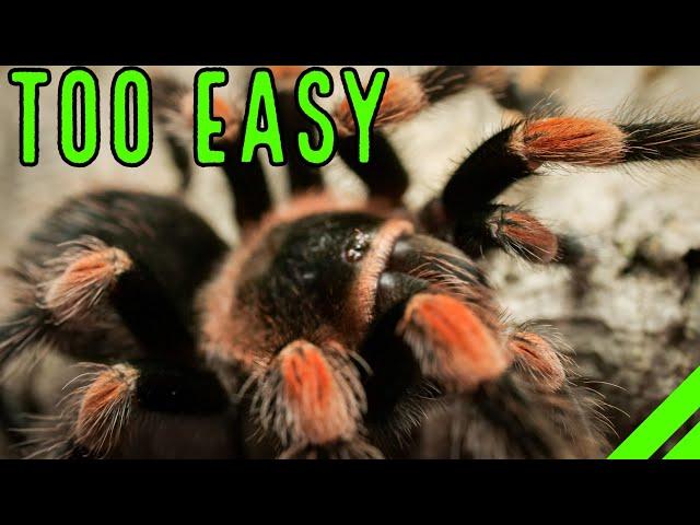 Top 10 EASY Pet Tarantulas For YOU - Low Maintenance