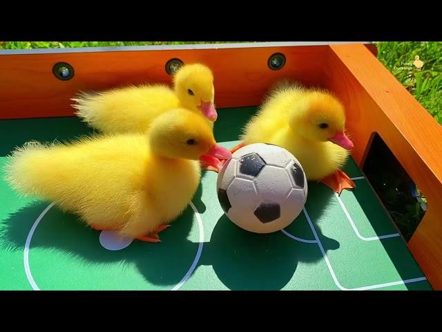 Best mix of funny ducklings, ducks, pig