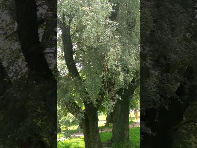Чудный Графский пруд в Воронцовском сквере на Садовой ул.Санкт Петербург.