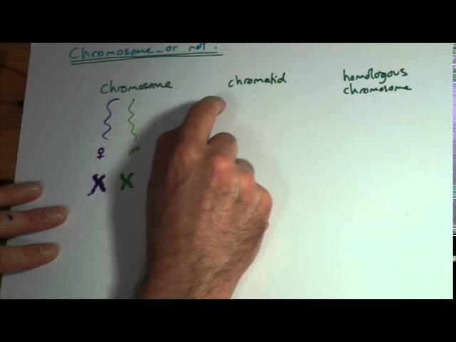 AS Chromosomes, chromatids, homologous pairs and bivalents