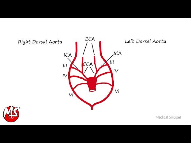 Aortic Arches - Embryology in 2 minutes