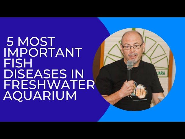 5 most important fish diseases in the freshwater aquarium: bacterial and parasitic infections