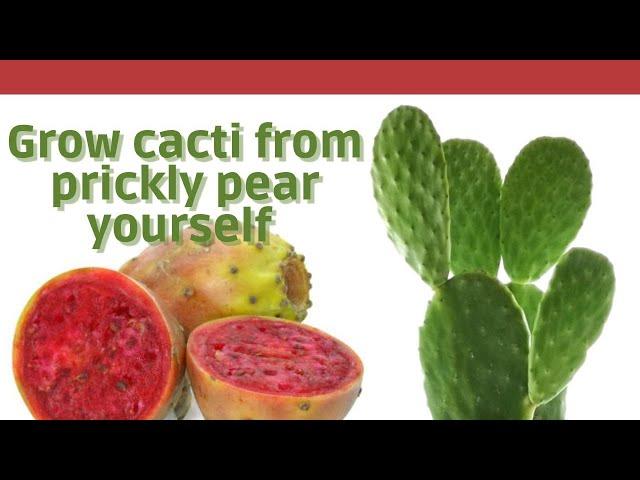 How to Grow Prickly Pear Cactus from Seeds Grow cacti from prickly pear yourself from seed I