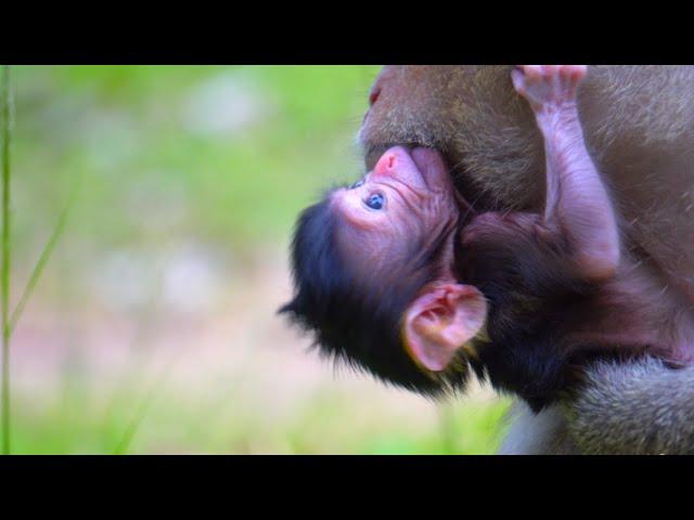 A Very tiny newborn baby monkey starting familiar things step by step without mom help