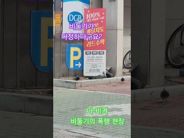 #옥전농부 #비둘기가 다정하다!#비둘기의 폭행현장 포착