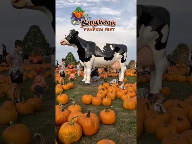 Why Bengtson’s Pumpkin Patch Is Our Favorite!