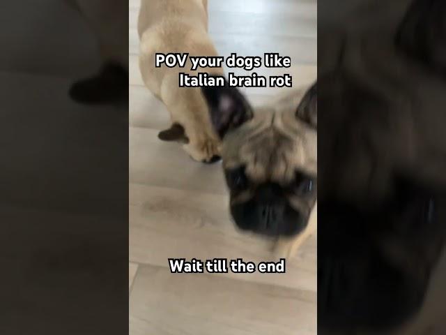 POV your dogs like Italian brain rot #pets #puppy #italianbrainrot #funny #shorts
