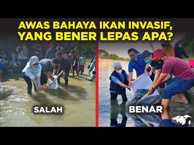 SALAH TERUS! SEBENARNYA YANG BENER MELEPAS IKAN AIR TAWAR APA DI SUNGAI INDONESIA?