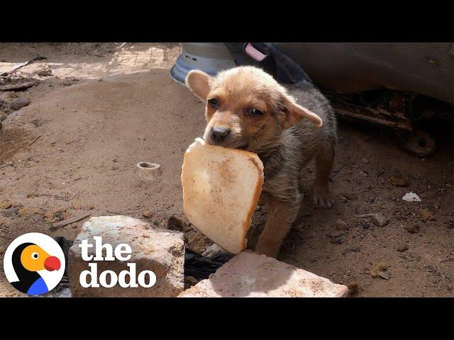 Tiny Puppy Was Smaller Than The Piece Of Bread He Found | The Dodo