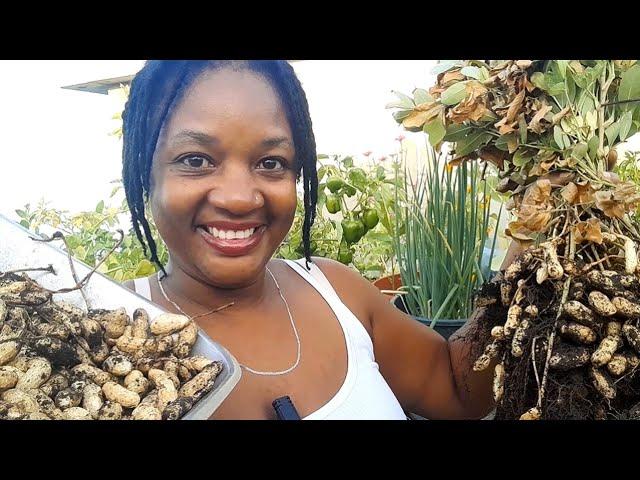 How I Grow Massive Abundance of Peanuts  in Containers