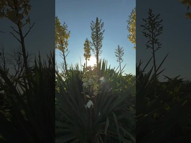 Adam’s Needle Yucca Flower Tea #forager #flowertea #yuccaplantas #yucca
