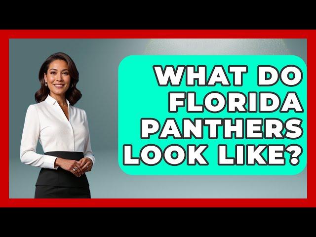 What Do Florida Panthers Look Like? - The Wild Life Explorer