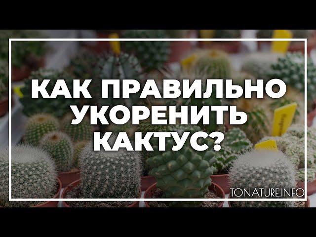 Как правильно укоренить кактус? | toNature.Info