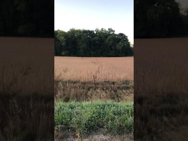 Traffic hold up on the morning commute #farm #commute #deer