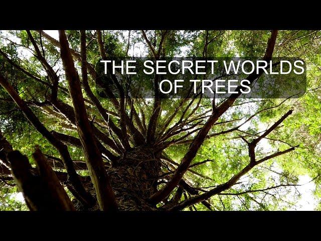 The Hidden Ecosystems of the Trees #trees #oldgrowth #forest