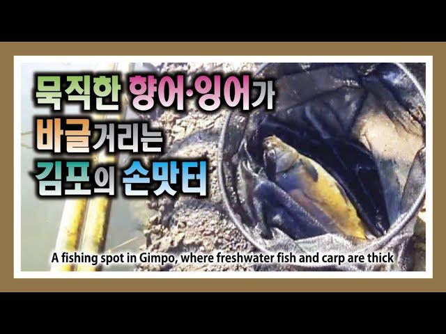 묵직한 향어, 잉어가 바글거리는 김포의 손맛터 : Fishing in Gimpo with heavy scented fish and carp