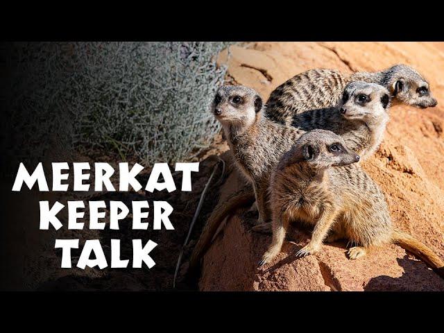 **NEW** African Savannah Meerkat Keeper Talk at Taronga Zoo Sydney