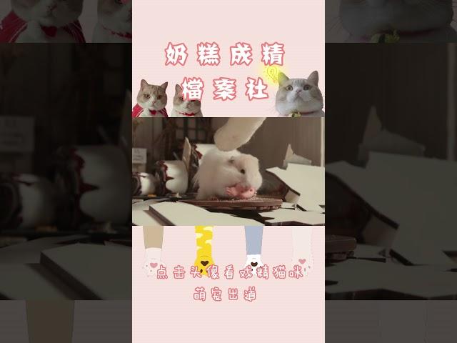 【猫和老鼠】求婚蛋糕大制作，准备启动！！！| 奶糕成精檔案社