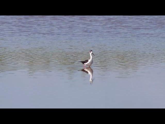 Cayman Wetlands Highlights Reel