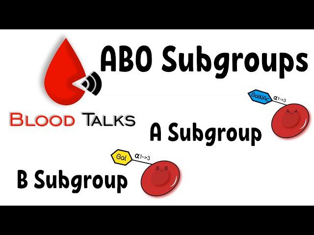 ABO Subgroups | A Subgroup and B Subgroups | Transfusion Medicine