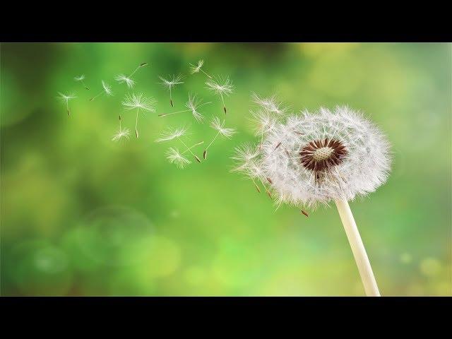 Relaxing Music for Stress Relief, Wind Blowing Across Forest and Meadows, Sleep Music