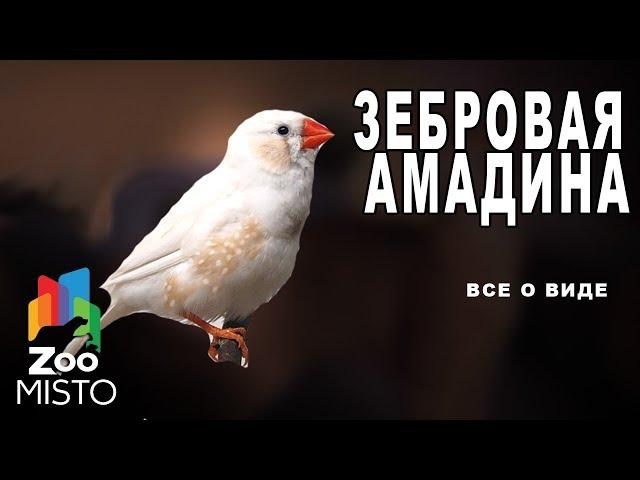 Зебровая амадина - Все о виде птицы |Вид птицы -  Зебровая амадина