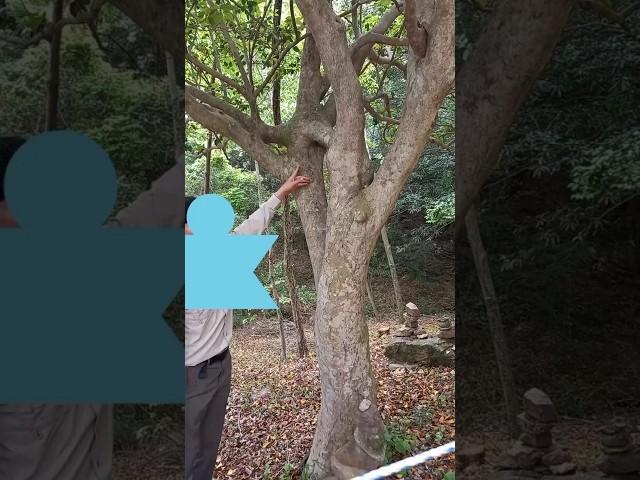 #진정한사랑#동백나무#연리지#어떤가요?#백련사#강진자연생태연구회#김상민