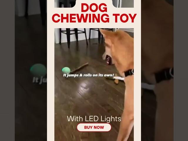 Cheerble Intelligent Interactive Dog Toy Ball with LED Lights #shorts #doglover #pettoys