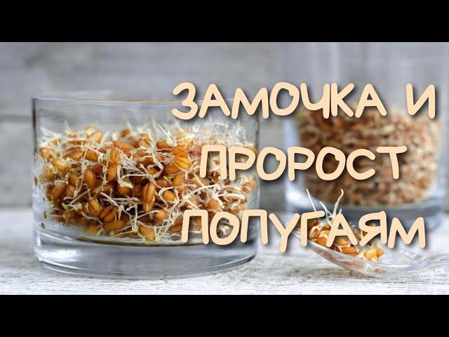 ПРОРОСТ и ЗАМОЧКА попугаю/Процесс приготовления замоченного и пророщенного зерна #попугай #зерно