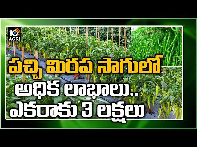 పచ్చి మిరప సాగులో అధిక లాభాలు..ఎకరాకు 3 లక్షలు| Earn High Profits With Mirchi Cultivation| 10TV Agri