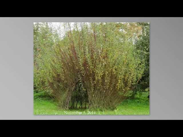 living willow dome