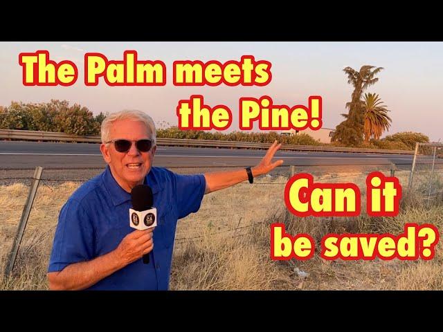 Strange Historic Landmark! Where the Palm meets the Pine on the 99!