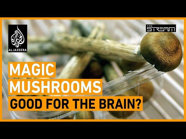 Are magic mushrooms going mainstream? | The Stream