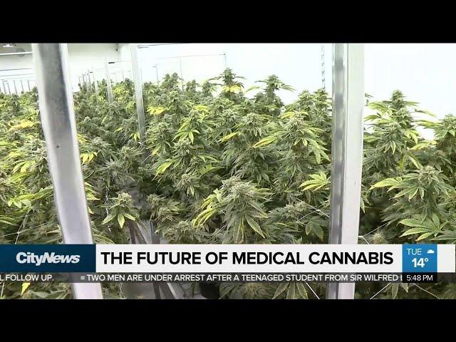 What's the future of medical cannabis in Canada?