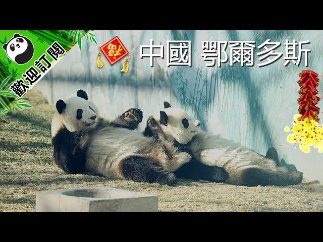 [全球熊貓大拜年]中國內蒙古鄂爾多斯野生動物園 | iPanda熊猫频道