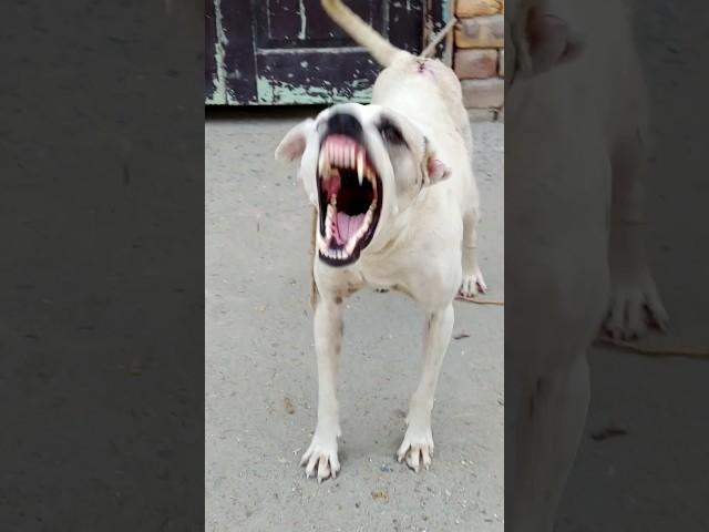 "Warning! Real Aggressive Dog Growl Sound | Scary Bark"