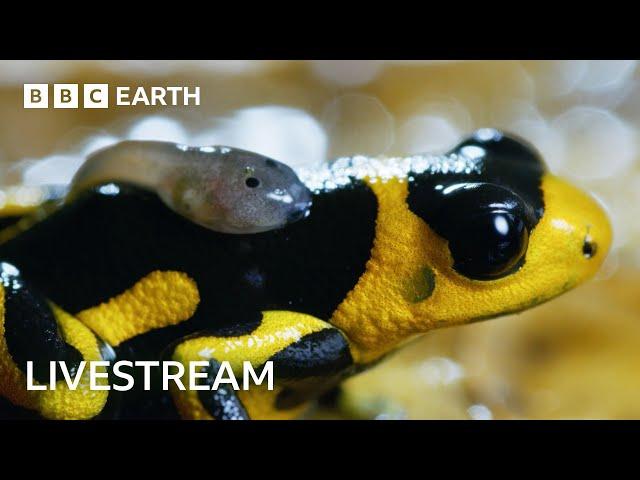  LIVE: Two Hours of Incredible Nature Scenes | BBC Earth