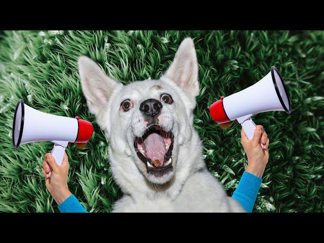 Sirens to Make Dogs Howl (Perfect Sound Effect to Tease Your Dog)