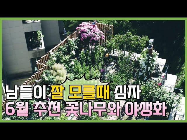 남들 다 모를 때 심자! 과일도 수확하고, 눈도 즐겁고! 정원에 딱인 6월 추천 식물 5종 소개 #가드닝 #정원 #정원꾸미기