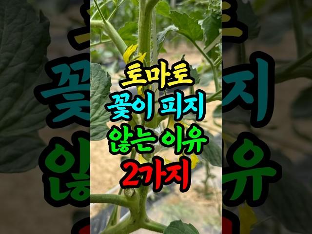 토마토 꽃이 피지 않는 이유 2가지