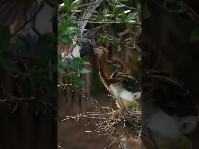 Baby Tricolored Herons Feeding