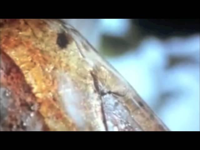 Pour Some Sugar On Me - Tree Sap Mosquito