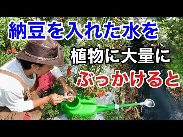 【仰天！】園芸店では教えてくれない納豆のとんでもない活用法　　　【カーメン君】【家庭菜園】【納豆菌】